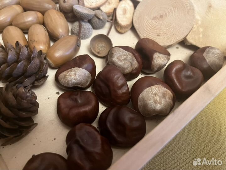 Желуди каштаны шишки для поделок