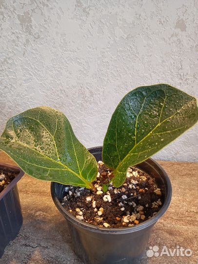 Фикус лирата бамбино