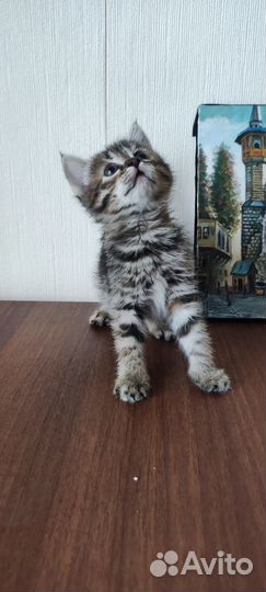 Котята