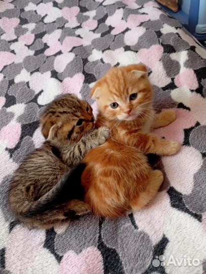 Шотландские