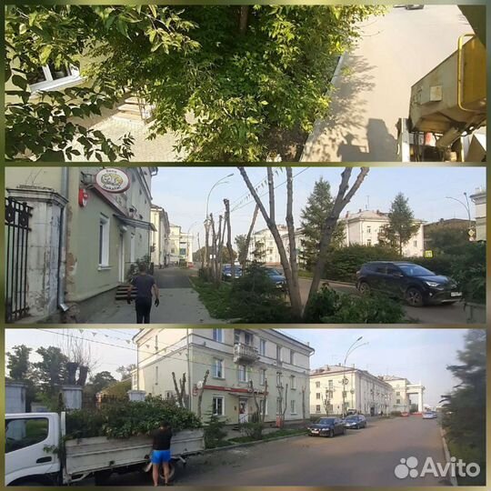 Спил деревьев