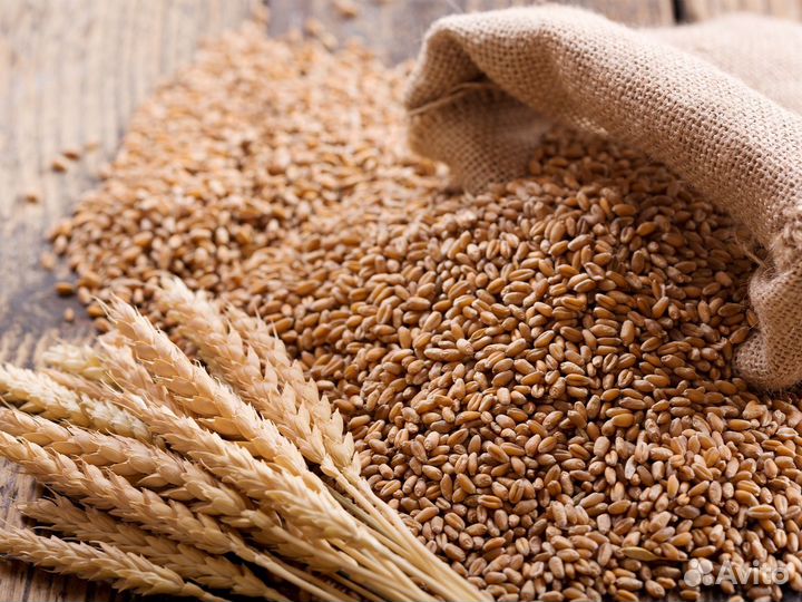 Зерно пшеница ячмень овес кукуруза