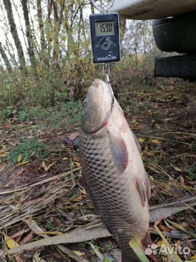Карп с пруда