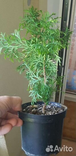 Туя Смарагд (Smaragd)