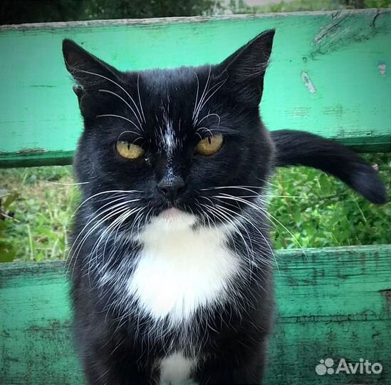 Кошечка для частного дома