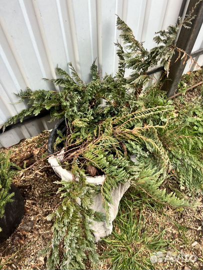 Можжевельник казацкий голубой