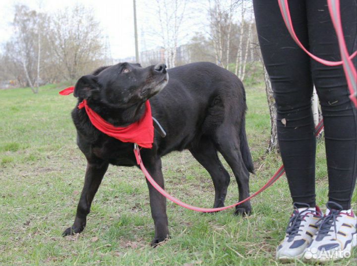 Красавец пес страдает без хозяина