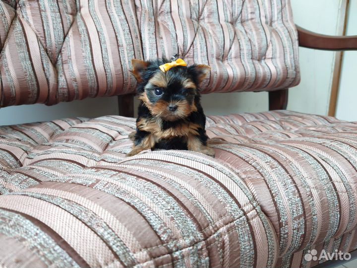 Девочка -йорк. Мини. Беби-фейс. Документы РКФ