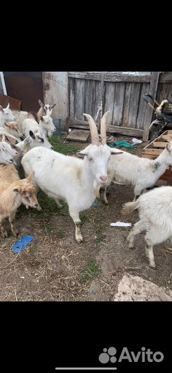 Козы бараны