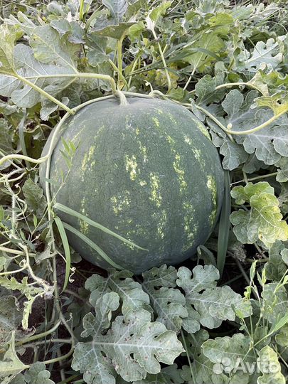 Арбуз атаман