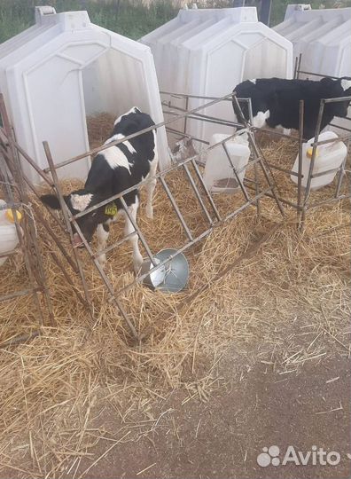 Бычки 1-2 мес