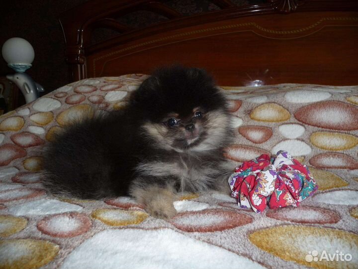 Померанский мини шпиц