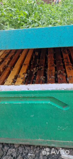 Набор пчеловода