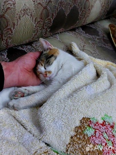 Отдам в добрые руки