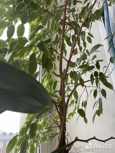 Фикус бенджамина большой