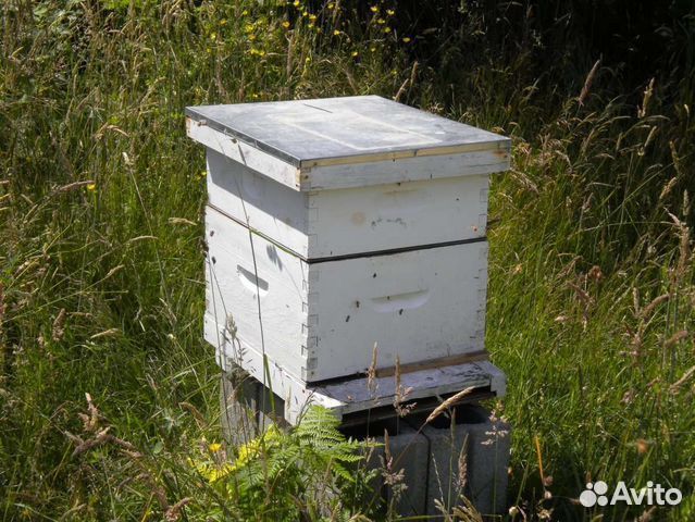 Ульи с пчелами