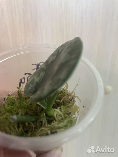 Сциндапсусы сортовые