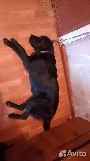 Лабрадор ретривер