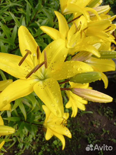 Редкие растения для сада