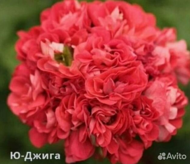 Пеларгония герань сортовая