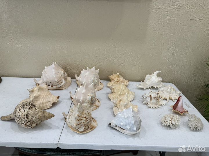 Коллекция морских раковин, ракушки, разные