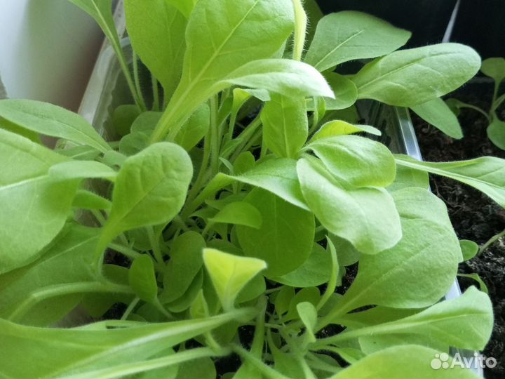 Рассада однолетних и многолетних цветов