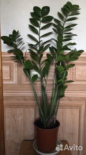 Замиокулькас