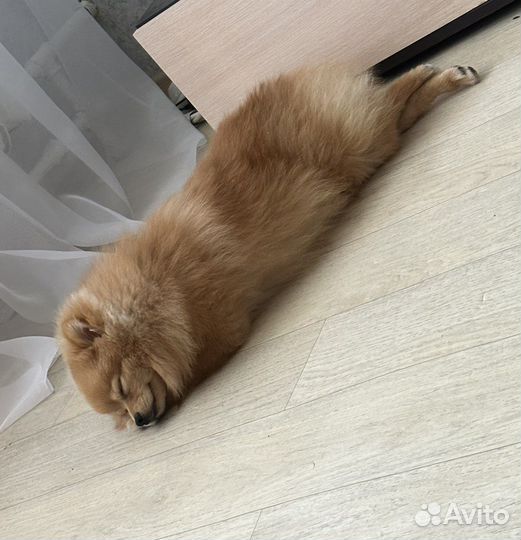 Вязка Померанский шпиц