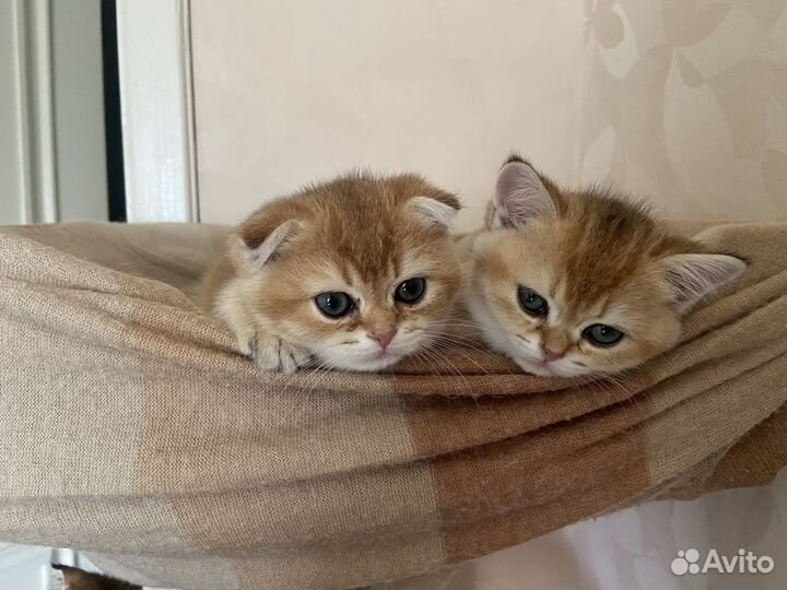 Шотландская кошечка