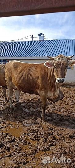 Нетели, коровы