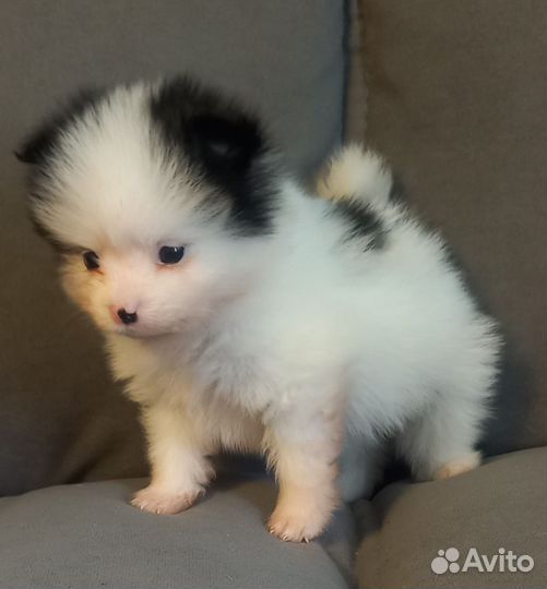 Щенки шпица