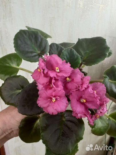 Фиалка сортовая