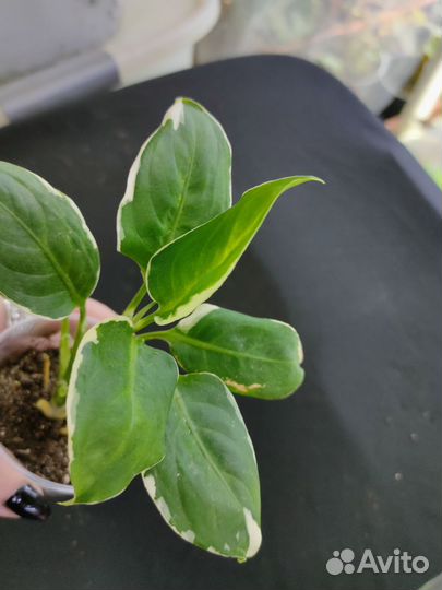 Диффенбахия расписная