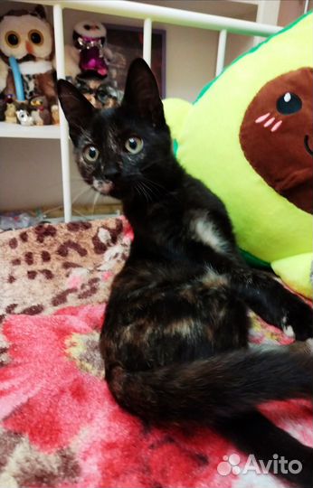 Кошка в дар