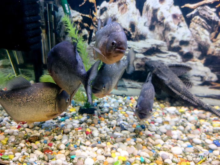 Аквариум 600 литров с пираньями и сомами