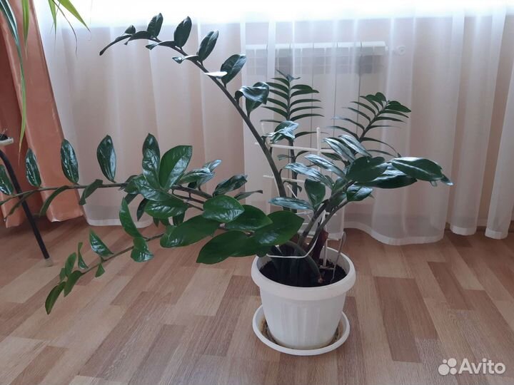 Замиокулькас