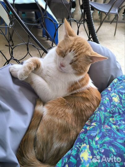 Зооняня/ Котоняня/ Догситтер/присмотр за животными