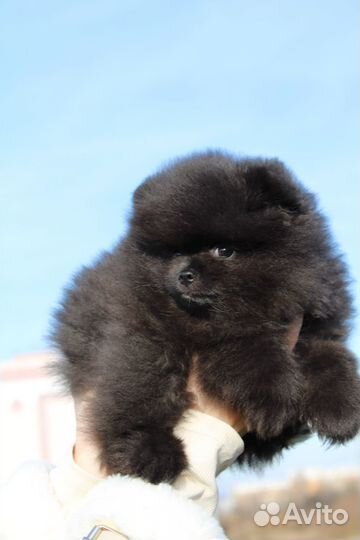 Померанский шпиц