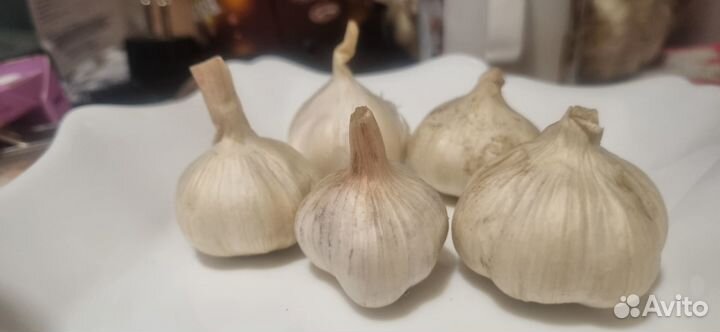 Продам яровой чеснок