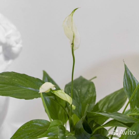 Спатифиллум пересаженный