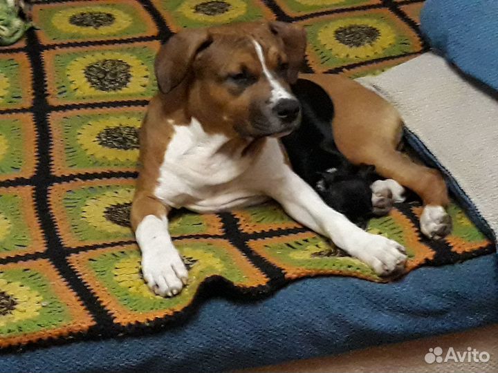 Бесплатная вязка