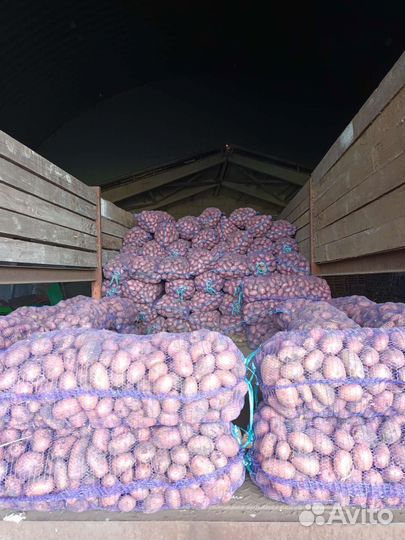 Картофель оптом от производителя 2023