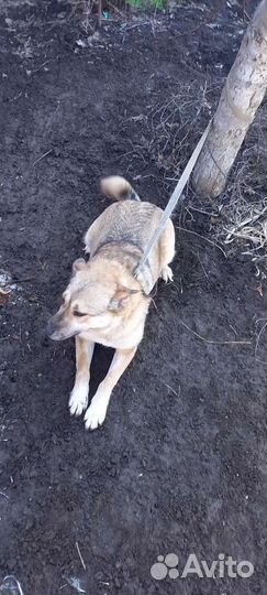 Собаки бесплатно в добрые руки