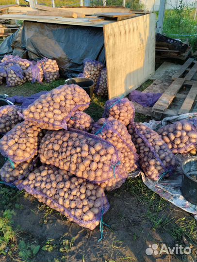 Картофель для животных