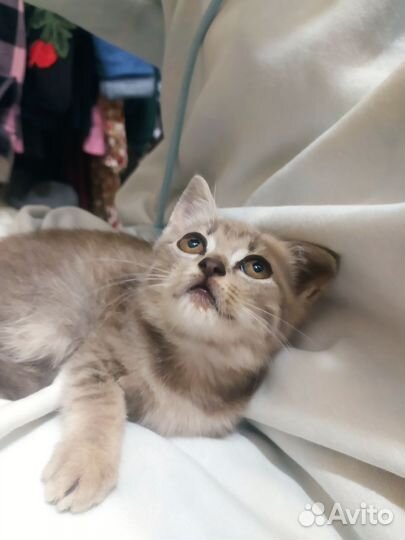 Котенок в добрые руки
