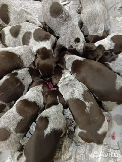 Щенки курцхаара