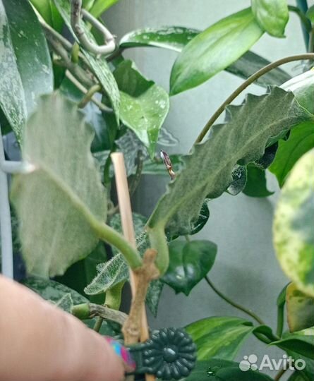 Хойя Лата искандер и Verstegii