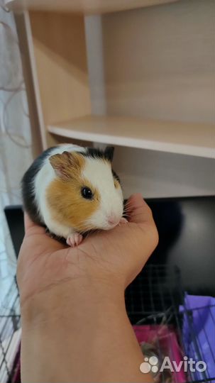 Морская свинка