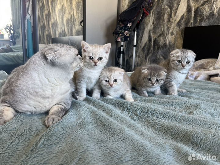 Вислоухие котята