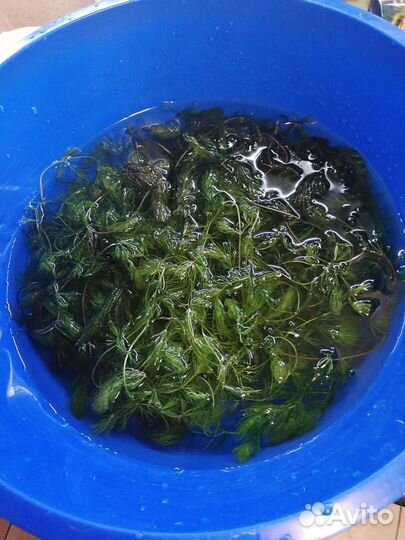 Аквариумные рыбки и растения